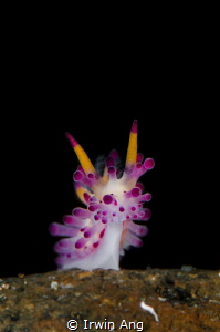 H E L L O . K I T T Y
Nudibranch (Aegires villosus)
Ani... by Irwin Ang 